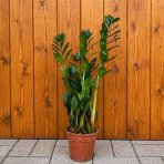 Zamiokulkas (Zamioculcas zamifolia) ´RAVEN´ - výška 30-40 cm, kont. C2L
